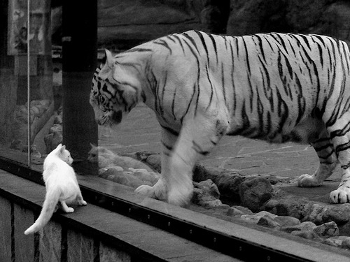 九游app官网下载-_荷兰年轻新秀崭露头角，冲击职业舞台_，荷兰足球新秀